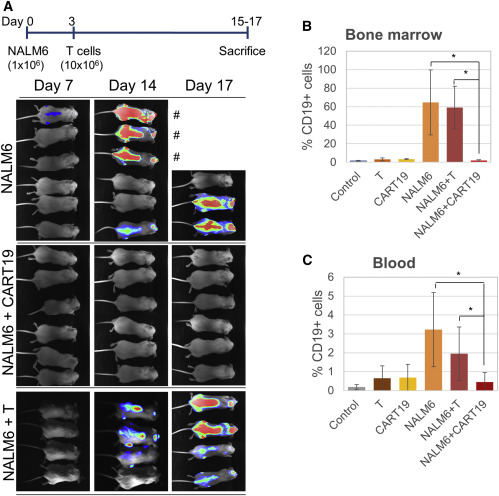 Schematic of LbCpf1 mRNA electroporation combined with AAV-delivered crRNA and HDR template (AAV-Cpf1).